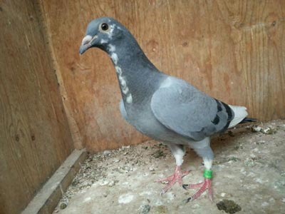 ��̫���ð����� �͹������(ͼ)