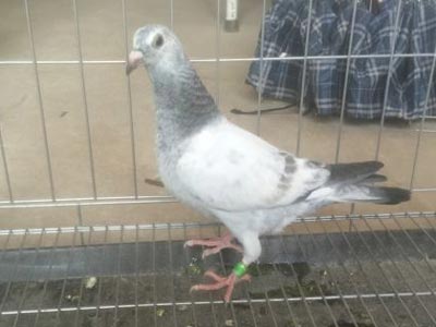 5�𰮸��͹��� ֻ��ƽ������(ͼ)