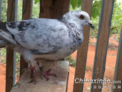 �������Ҷ��ȸ�(ͼ)