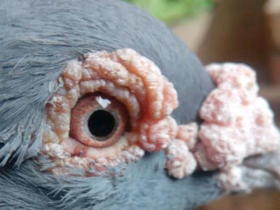 40Ԫ��������(ͼ)