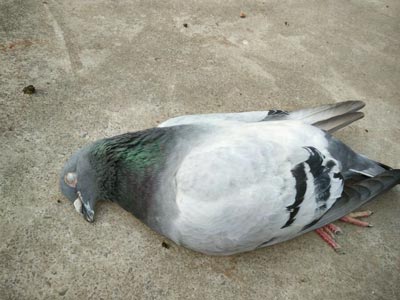 ���������뱻�Լ�ʧ�ִ���(ͼ)