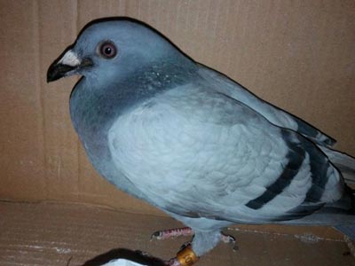 15Ԫ�򱻰󲡸�(ͼ)