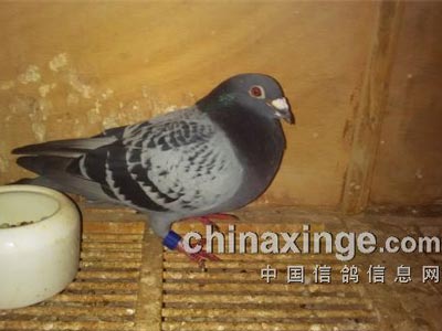 �ֳ������� �������19��(ͼ)