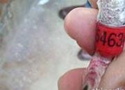 �Ͳ���ʢ֣�ݹ�������ʱ���Ǽ���(ͼ)