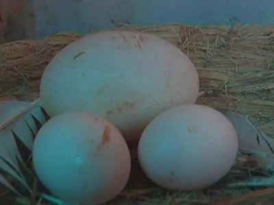 ǰ������Ԥ�� �����͡��뵰��Ϯ(ͼ)