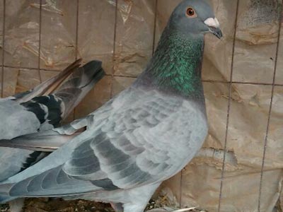 ���ˣ�������ʯ�壿(ͼ)