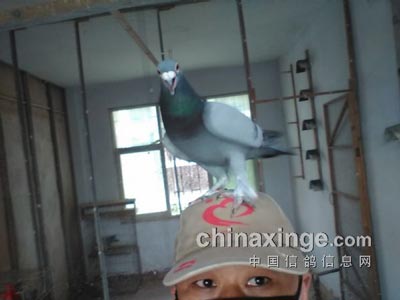 ���ĵ��̰��ı�(ͼ)