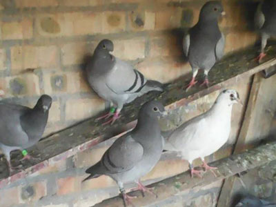 ���Ը��� �����׸뽻��(ͼ)