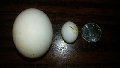 ����뵰 �������ҵ�ϥ��(ͼ)