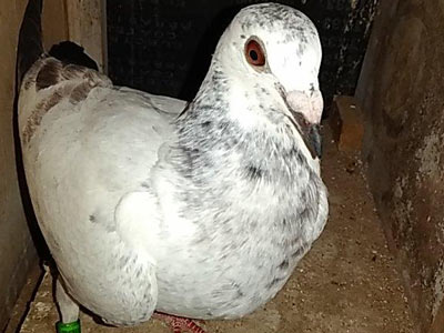 ʰ���롱���� ��С�رȻؼ�