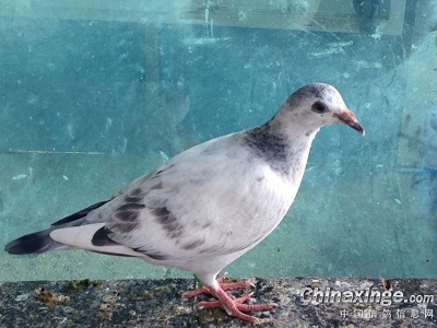 ���벻��ƶ��