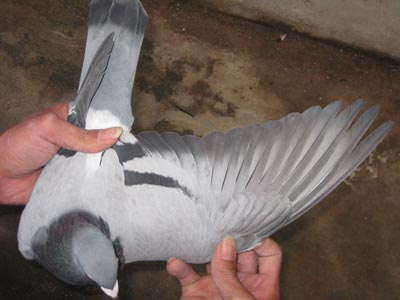 ղɭ019Ϊ��Ѫ ��Ź���450����