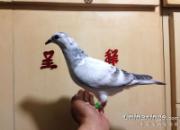 ְҵ��ҽ̸�������������