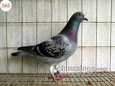 ������ս���� ��Ѫ�������ƹ���