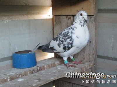 ��ʱ������ ���½���æ(ͼ)