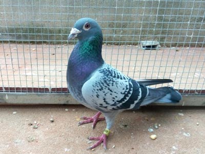 ���������� ����������Ҽ�(ͼ)