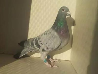 �ƽ��䣺ղɭ019���ͷ����(ͼ)