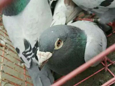 ��ʦ ��������̨����(ͼ)