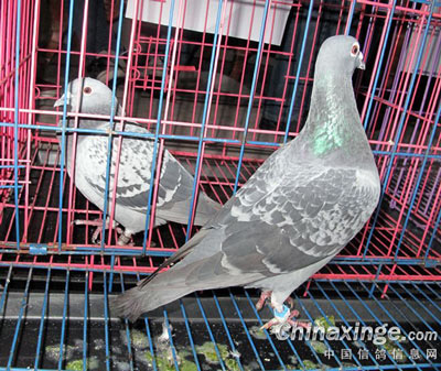 ������ ������ι���ţ�⣿(ͼ)