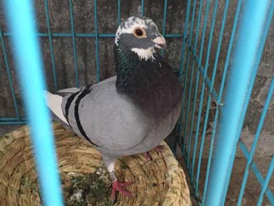 50���Ի�һ��ø�(ͼ)