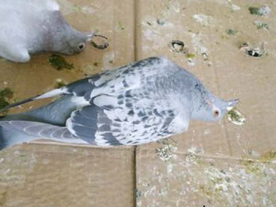 �³��������Ƶı�Ҫô��(ͼ)