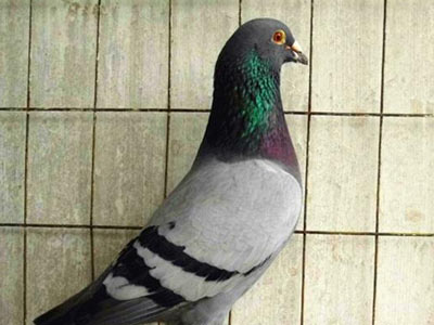 ������ Ԥ���δ��(ͼ)