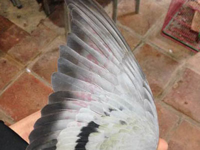 Ư�������Ĺ�̨�� ����ʮһ��(ͼ)