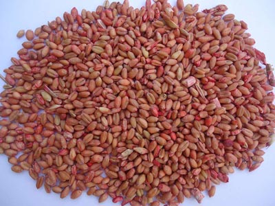 ������������ ����ΪͶҩ����(ͼ)