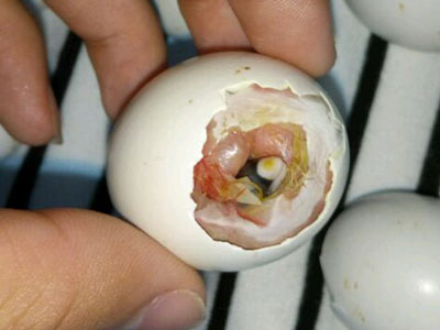 ���������˹�������ô��(ͼ)