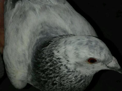 �ҷ�һȥ���� ˵���˶�����(ͼ)