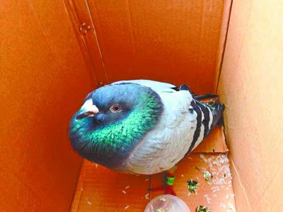 ���俵�����ֲ�˼��զ�죿(ͼ)