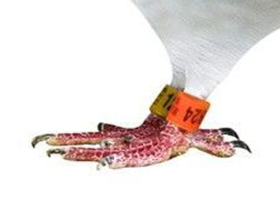 ���������㻷��ô��(ͼ)