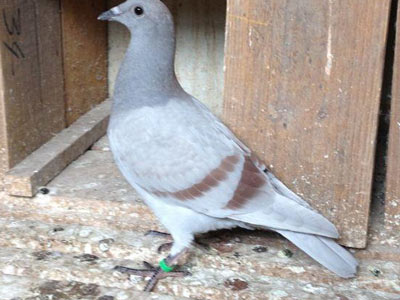 ���������զ����(ͼ)