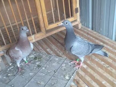 ���併��������ʯ��(ͼ)