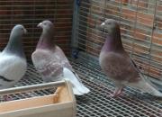 �����鳲����ε�����