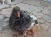 ����Χ�ۣ���볤��������(ͼ)