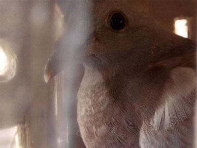 ���ܷɵ���� �ǵûؼң�(ͼ)