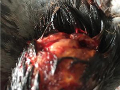 �׸뱻߶������ ���ž�����(ͼ)