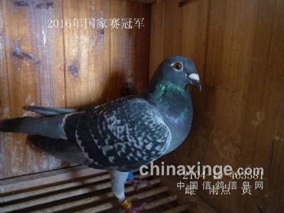 连续三代获国家赛冠军(图)