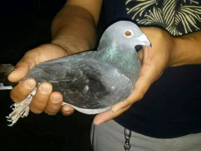 ǧ����ھ��� ������ͣ�(ͼ)