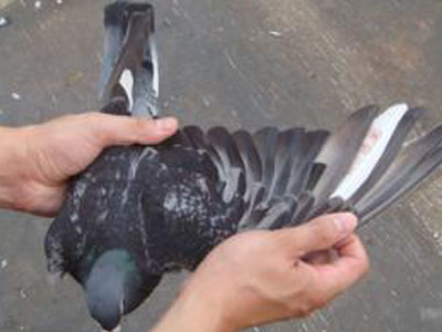 ������룿