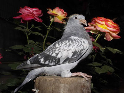 ��ͼƬ�ж�(ͼ)