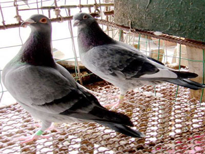 ϲ��ʯ��ɫ�ĸ���(ͼ)