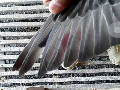 ǧ����ھ�������(ͼ)