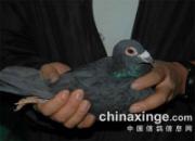 ���ϡ�ѩ���ԭ����ս�� �漣�����Ǵ���(ͼ)
