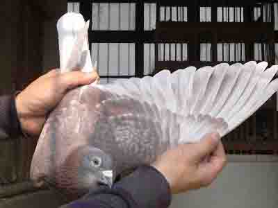 �����ع飿