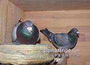 ���������¾� ׳�󡰸Ǳ�������(ͼ)