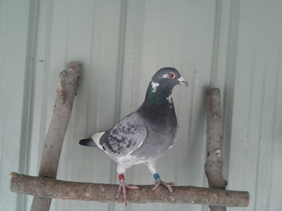 ������� ���ĸ뾭