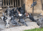 �����·�������.��ڸ�ϵ����