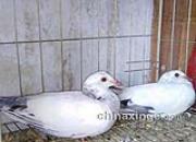 �ڰ��䵽�׳�ʲô��ɫ��(ͼ)